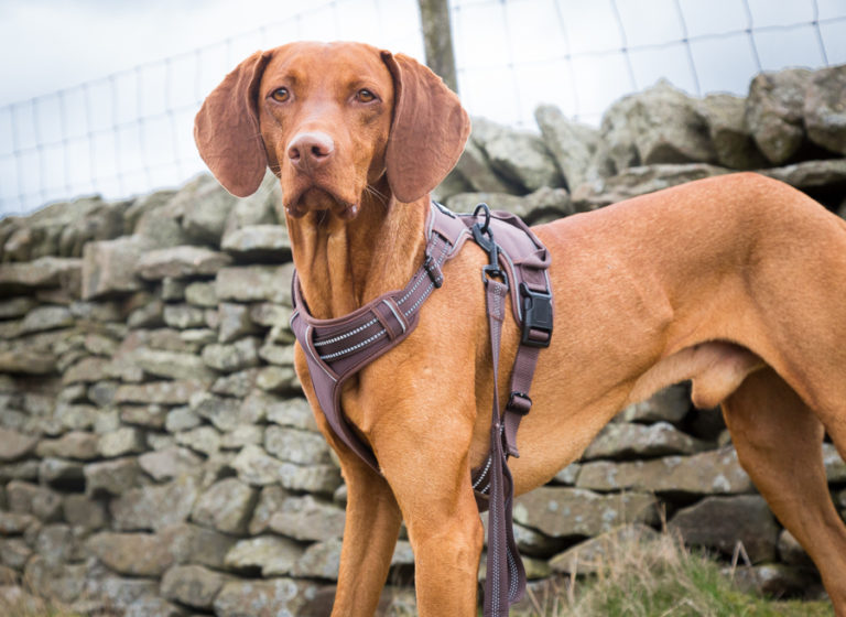 vizsla harness